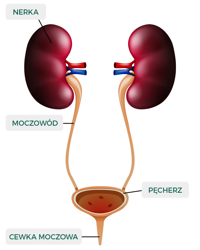budowa układu moczowego - cystoskopia Kraków